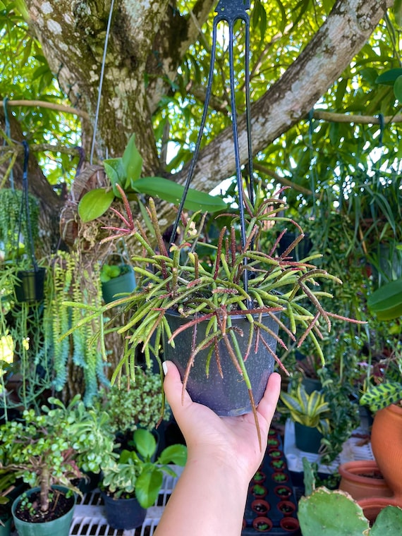 Rhipsalis Baccifera Mistletoe Cactus Rare Succulent Live Cacti Plant - Etsy  Denmark