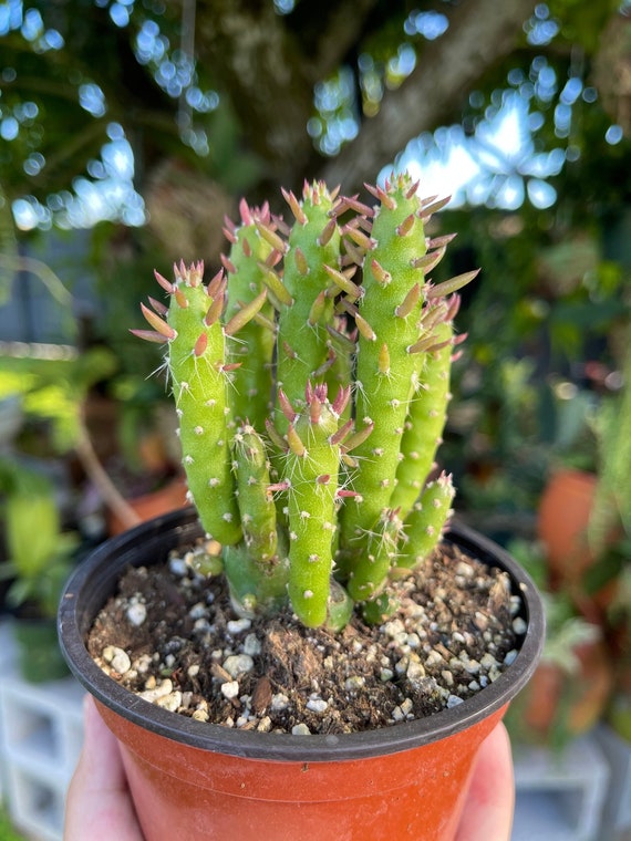 Austrocylindropuntia Subulata Pink Eve's Pin Needle Cactus Rare Succulent  Live Cacti Plant - Etsy