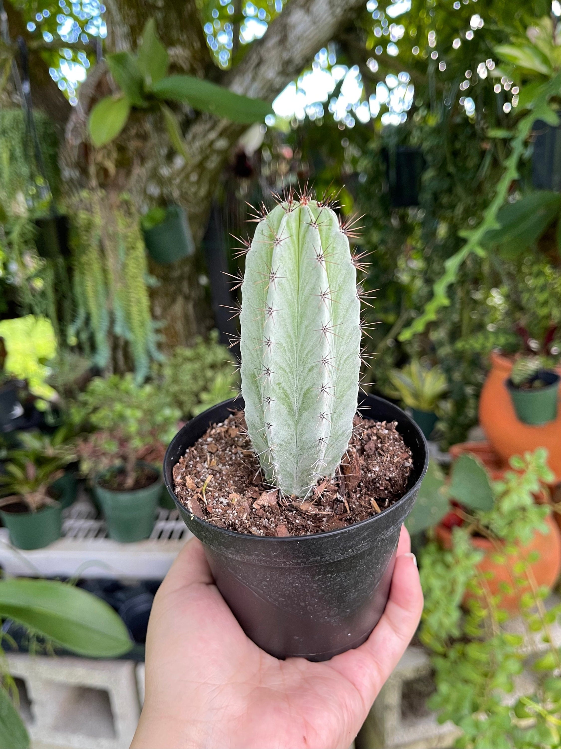 calathea sanguinea triostar Stromanthe Triostar