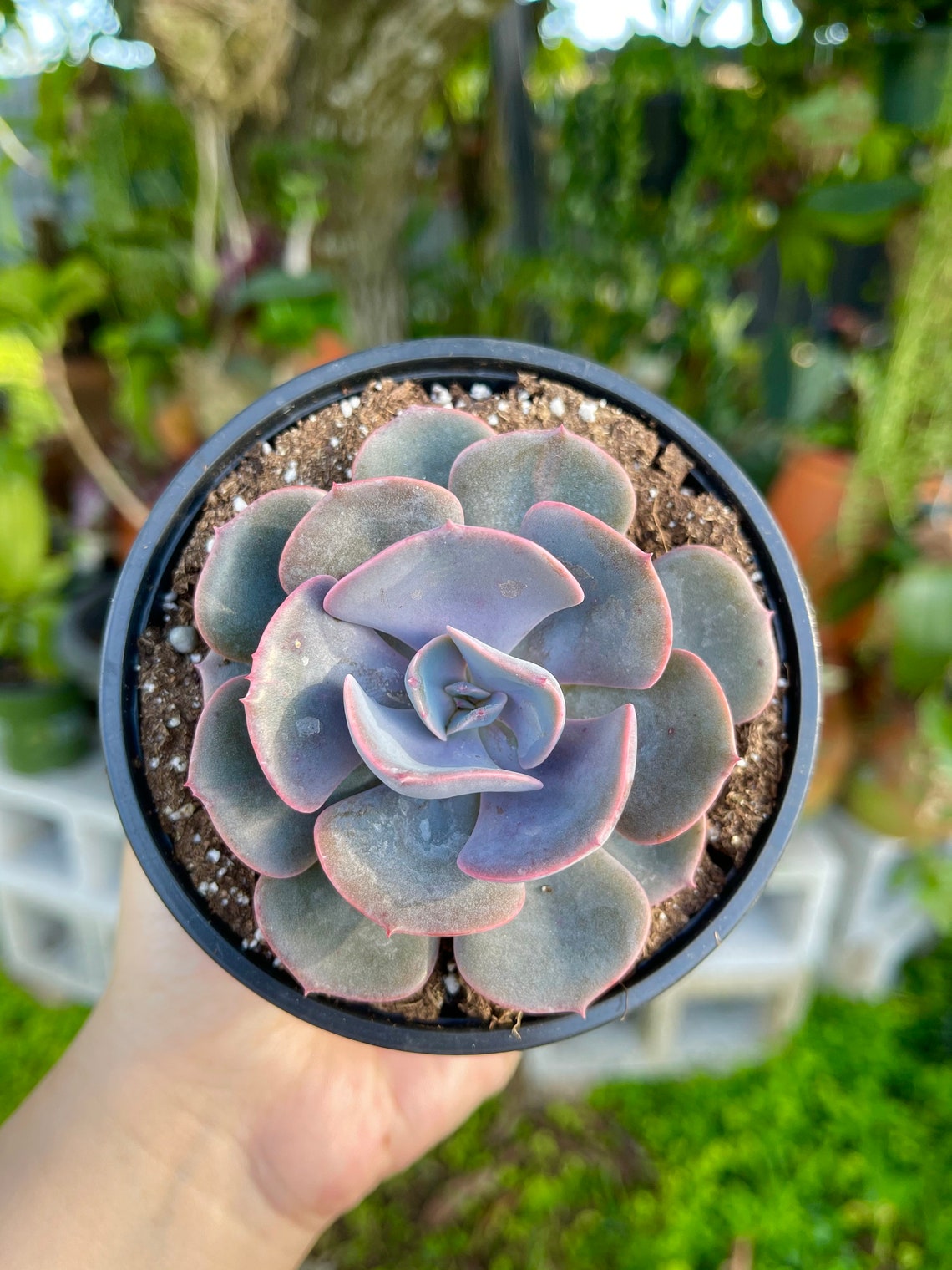 Echeveria Dusty Rose Rare Succulent Live Plant | Etsy