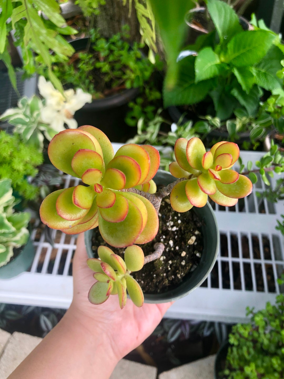 plants similar to money tree Money Tree
