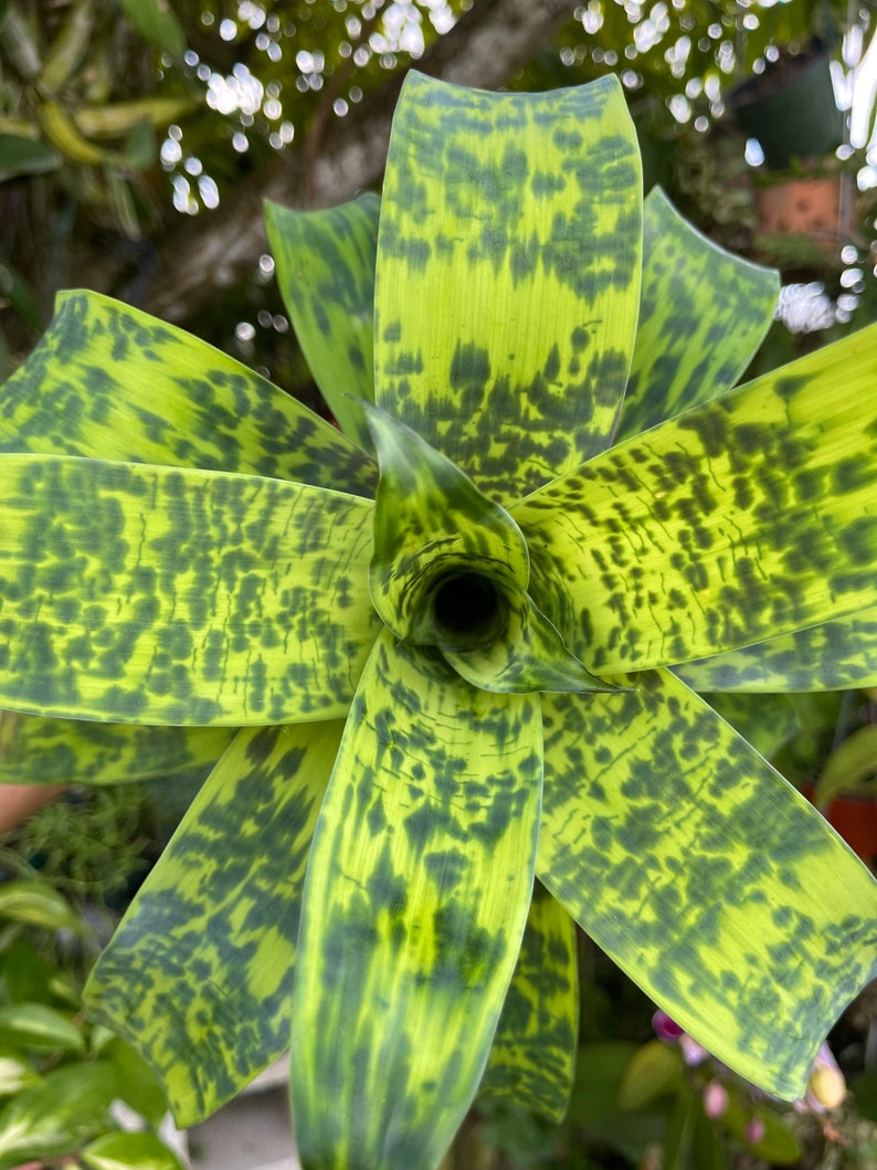 6 Vriesea Batik Rare Bromeliad Live Plant image 3