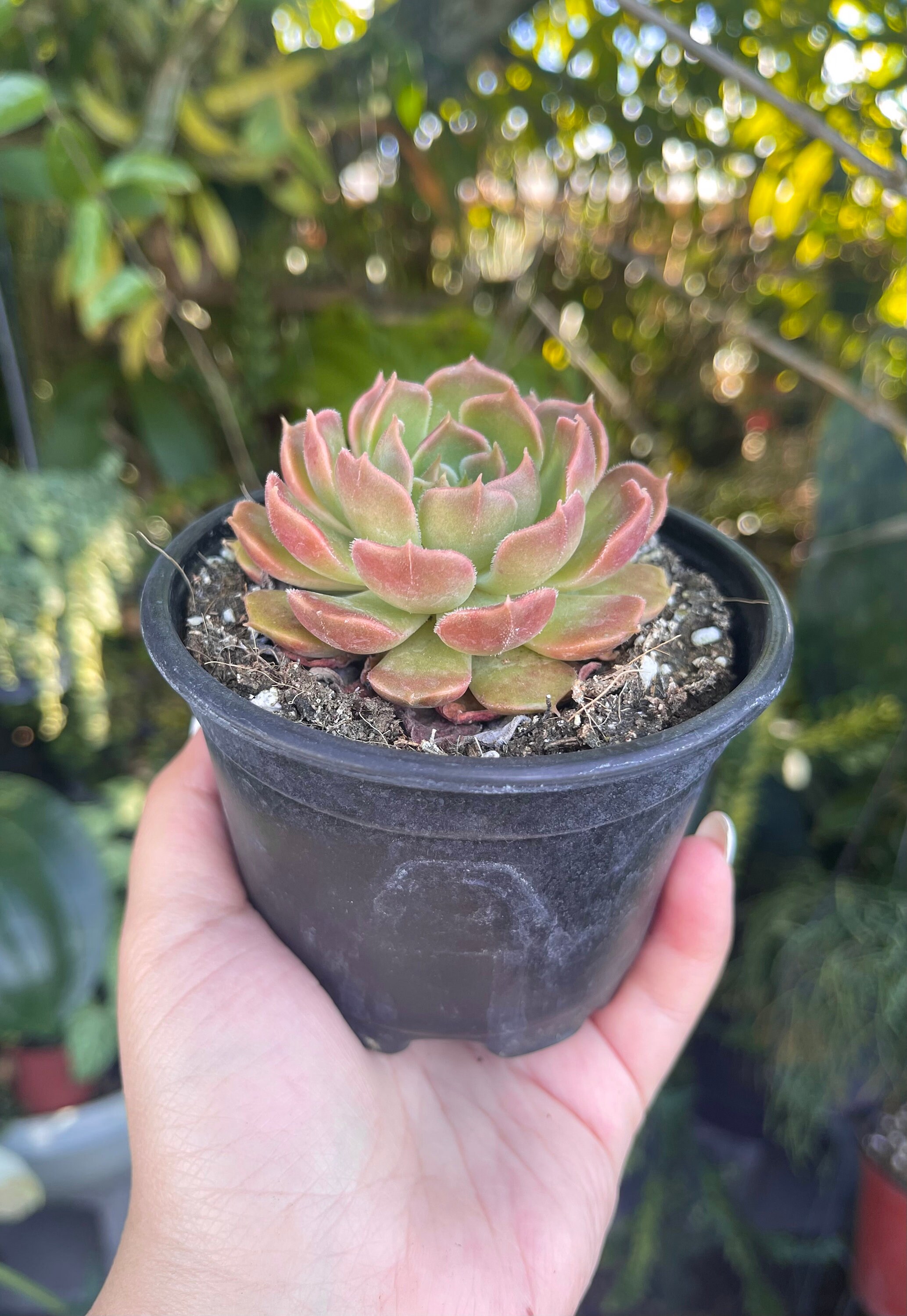 Echeveria Brown Rose Rare Succulent Live Plant - Etsy