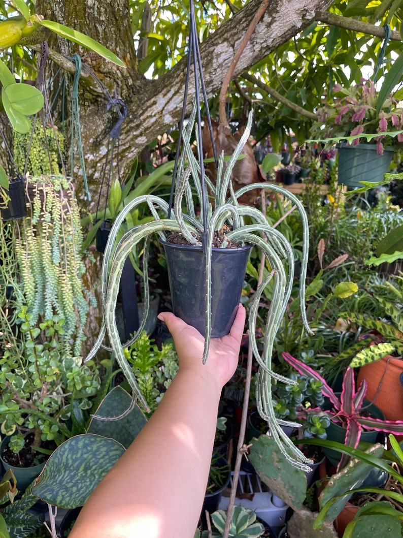 Large Senecio Stapeliiformis ‘Pickle Plant’ Rare Succulent Live Plant - Thumbnail 2