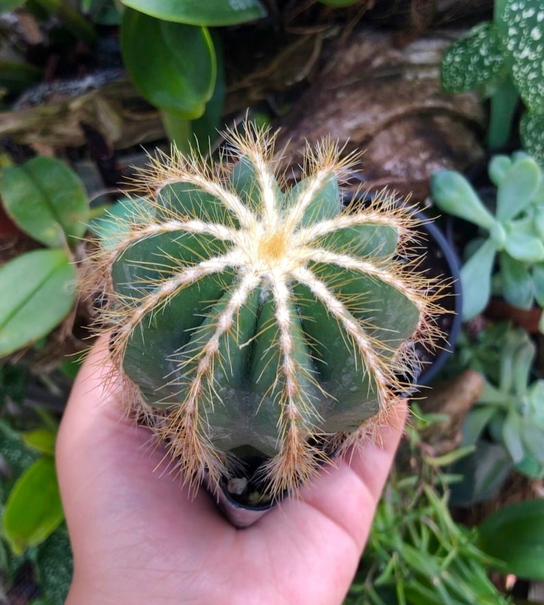 Eriocactus Magnificus Parodia Magnificus Balloon Cactus Rare Succulent Live Cacti Plant image 1