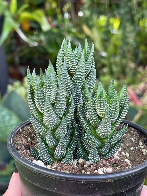 Haworthia Reinwardtii Triple Rare Succulent Live Plant - Etsy