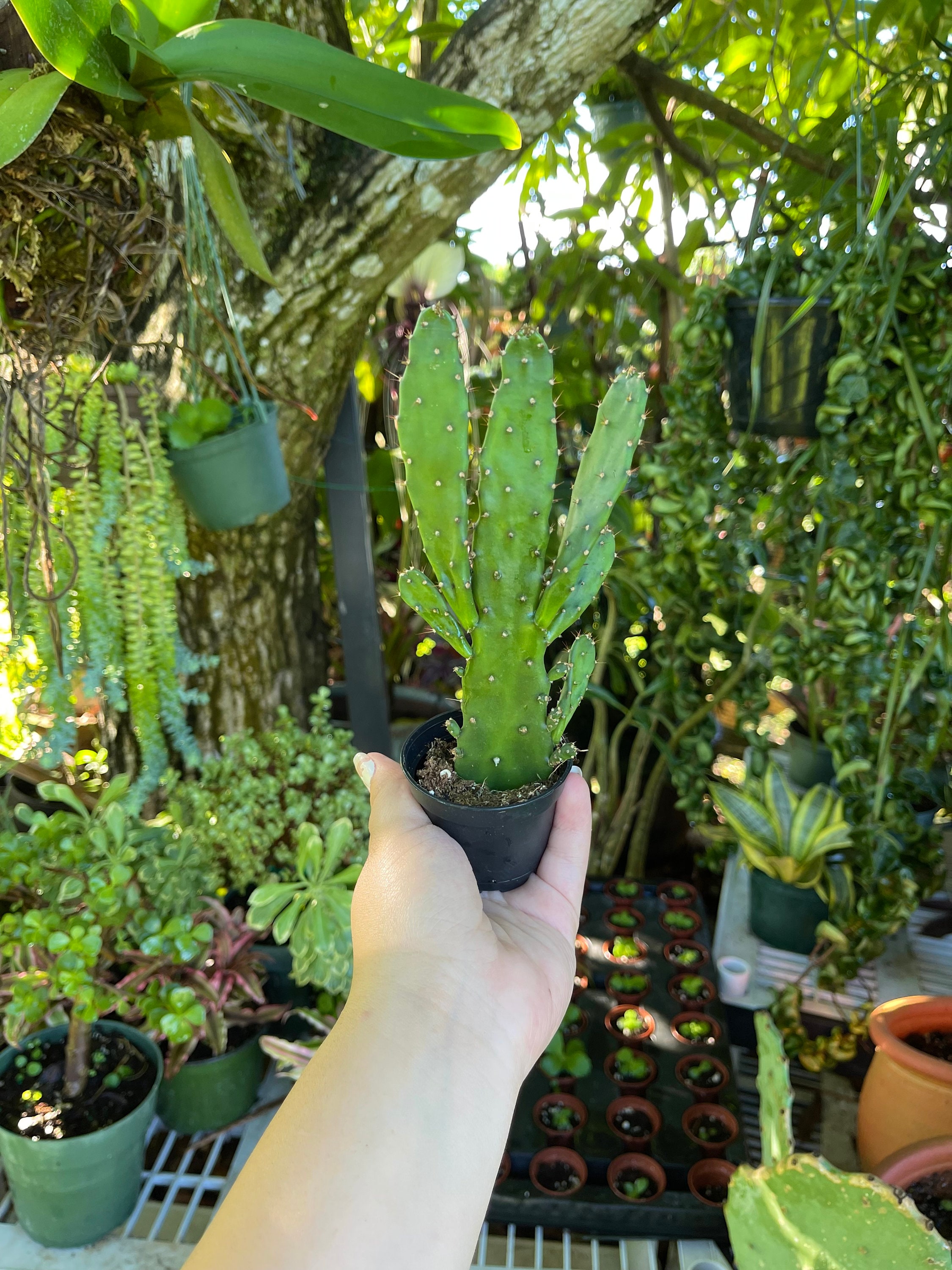 Opuntia Monacantha Maverick Cactus Rare Succulent Live Etsy