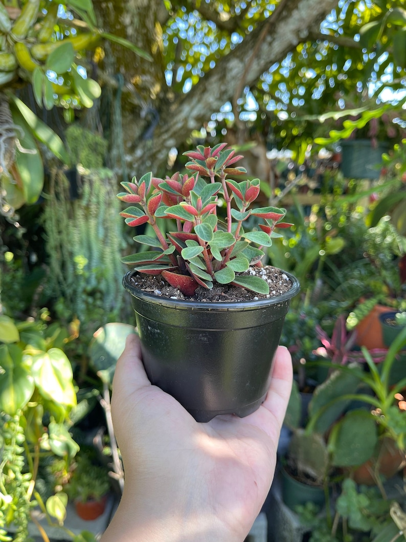 Peperomia Verticillata Red Twist Rare Succulent Live Plant image 1