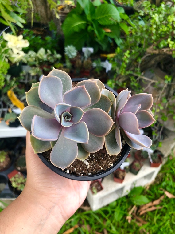 Double Echeveria Perle Von Nurnberg Rare Succulent Live Plant - Etsy