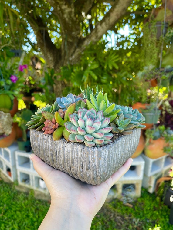 succulent box subscription Airplant Box