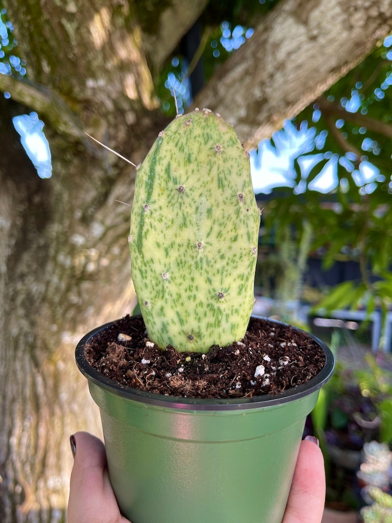 LilyParadiseFlowers Opuntia Cactus - Thumbnail 3