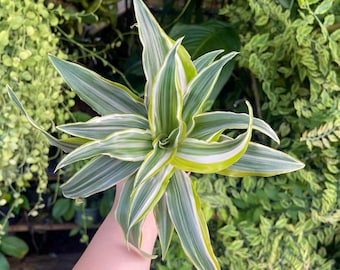elefantenfu gro preis Elefantenfu (Beaucarnea recurvata) kaufen