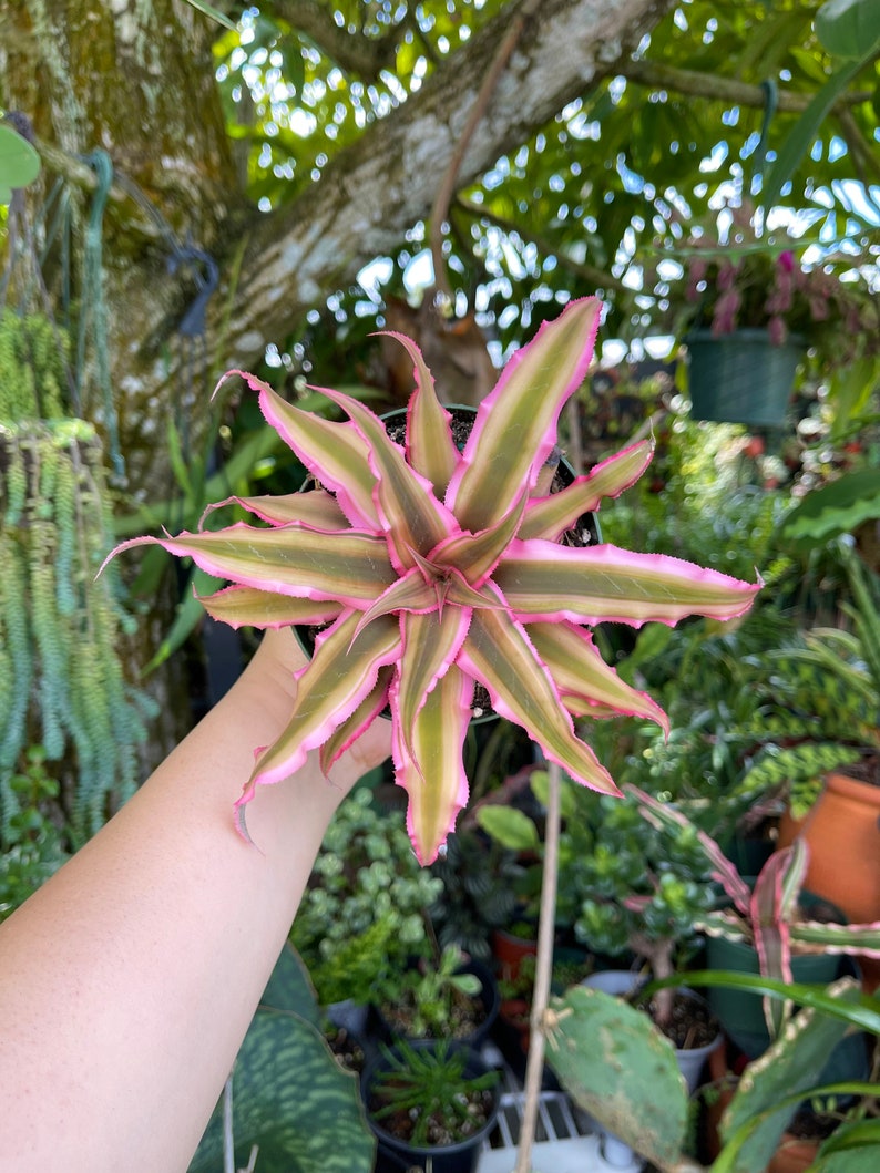 Cryptanthus Bivittatus Pink Starlite Rare Live Plant image 4