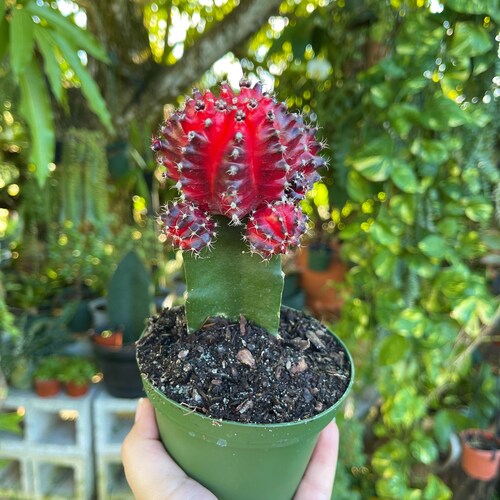 Red Purple Gymnocalycium Mihanovichii Grafted Moon Cactus Rare Succulent Live Cacti Plant