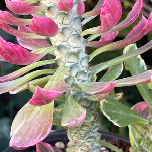 6 Euphorbia Monadenium Stapelioides F. Variegata Rare Succulent Live Plant image 4