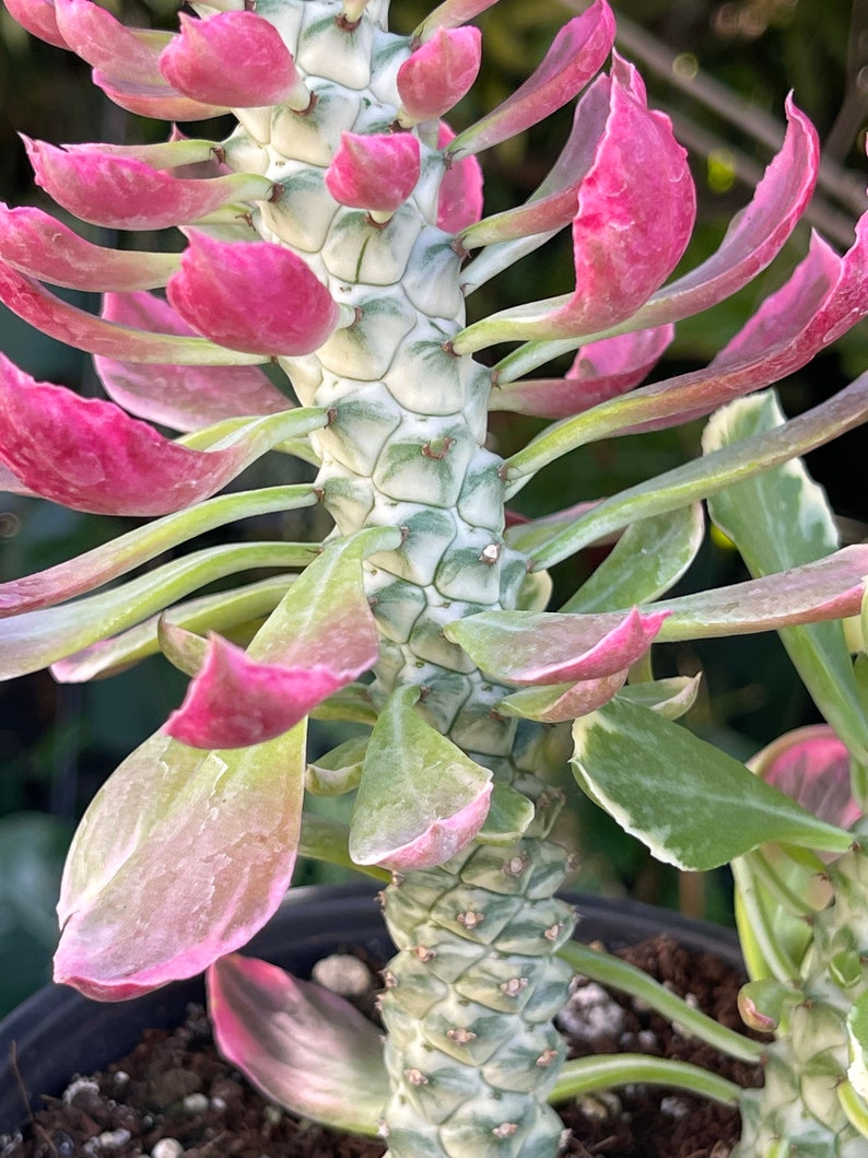 6 Euphorbia Monadenium Stapelioides F. Variegata Rare Succulent Live Plant image 4