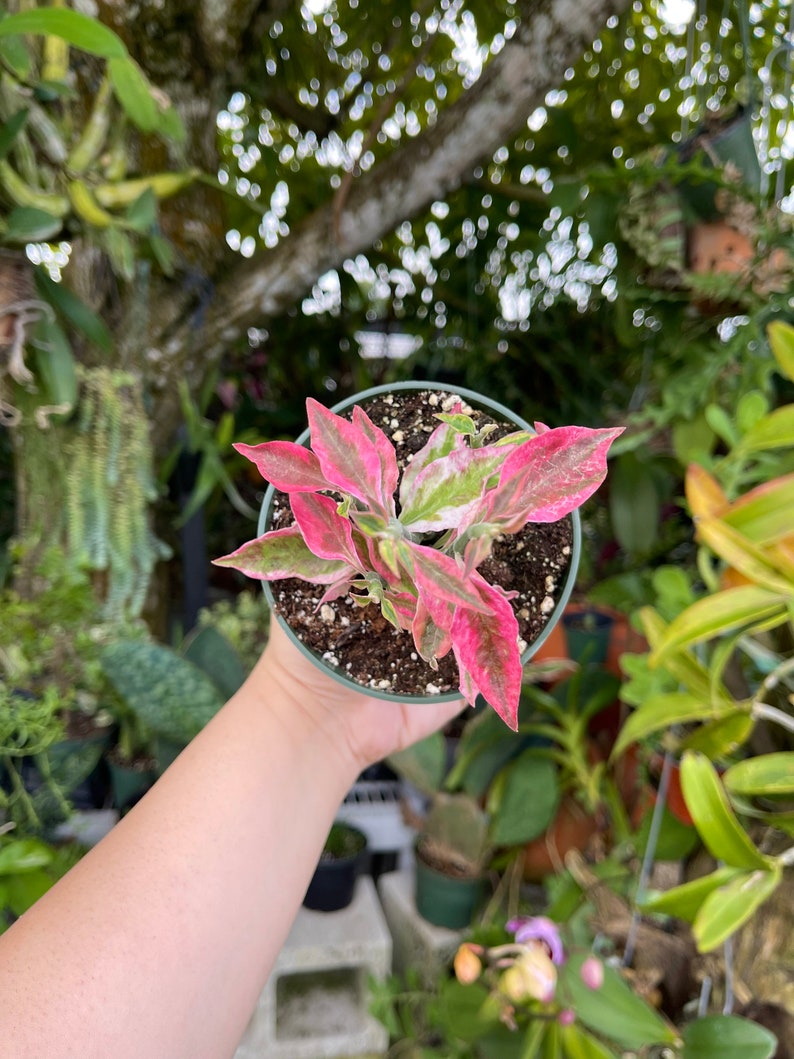 Pedilanthus Tithymaloides Variegated Pink Devils Backbone Rare Succulent Live Plant image 8