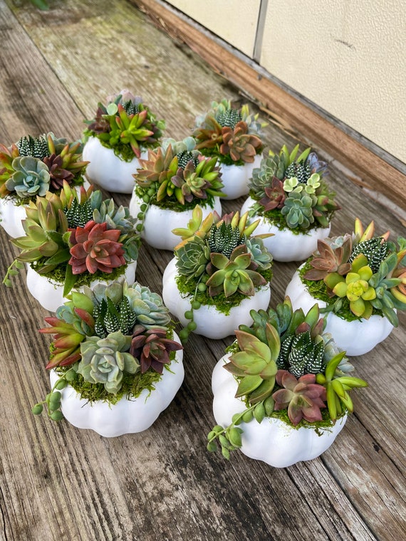 Living Succulent Pumpkin 4" White Fall Decor | Succulent Arrangement - Etsy
