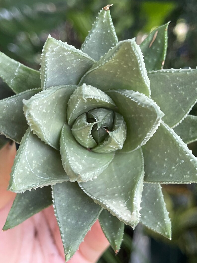 LilyParadiseFlowers Haworthia Savanna
