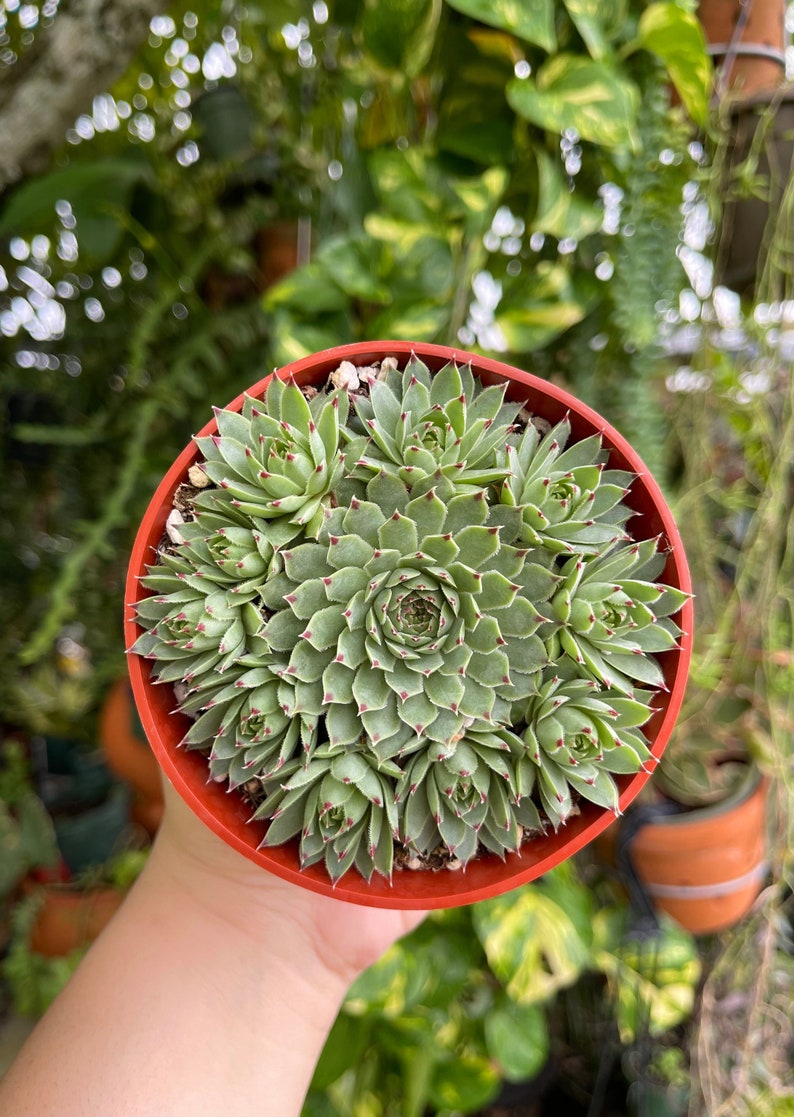 Sempervivum Calcareum Red Tip Rare Succulent Live Plant image 1