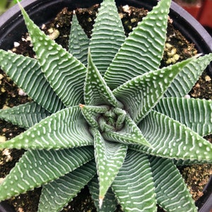 Variegated Haworthia Limifolia Var Striata Rare Succulent Live Plant image 2