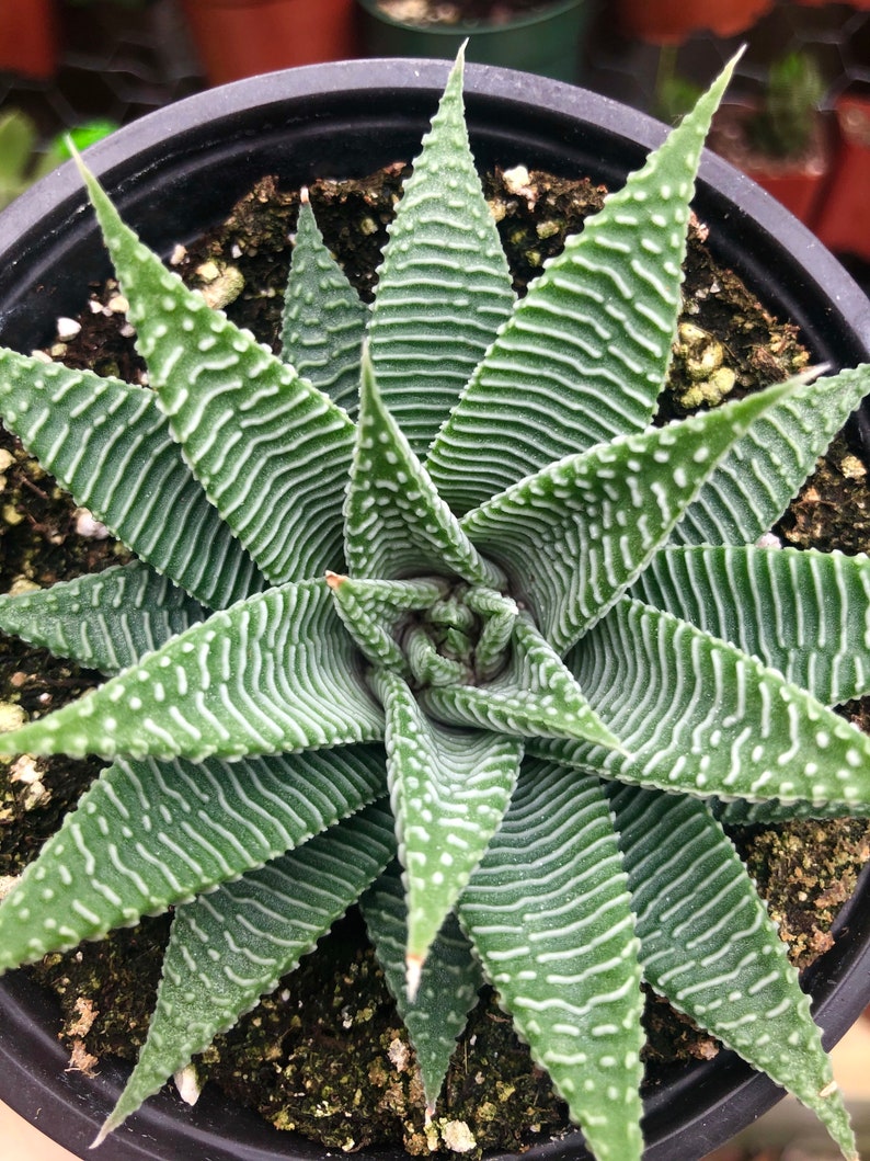 Variegated Haworthia Limifolia Var Striata Rare Succulent Live Plant image 2