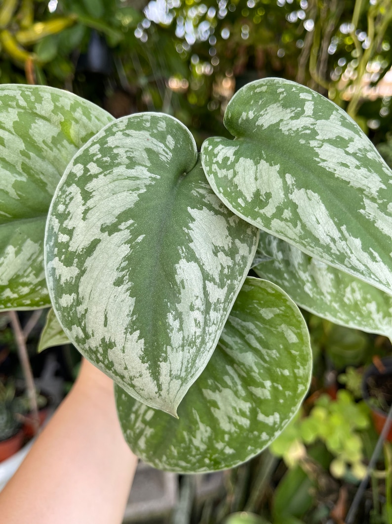 Scindapsus Silver Scindapsus Pictus ‘ Exotica ‘ Rare Hanging Live Plant - Etsy