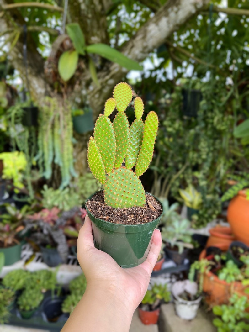 Opuntia Rufiada Cinnamon Bunny Cactus Rare Succulent Live Plant zdjęcie 5