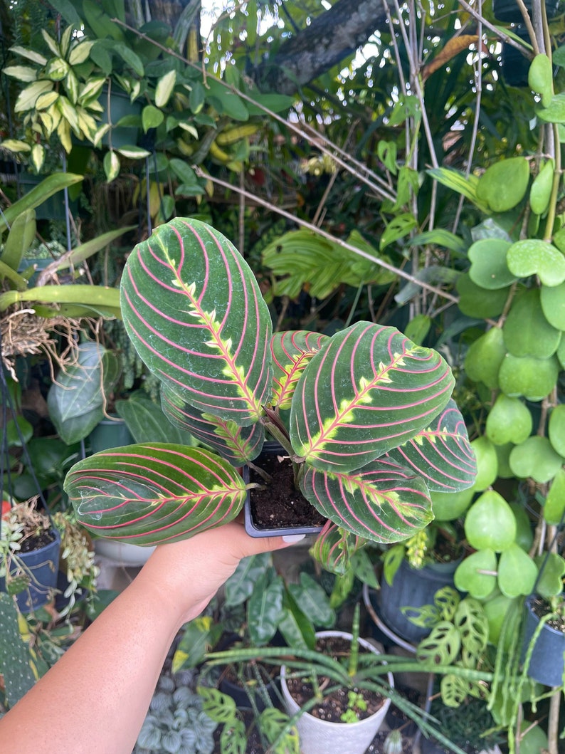 LilyParadiseFlowers Maranta Leuconeura Prayer Plant - Thumbnail 5