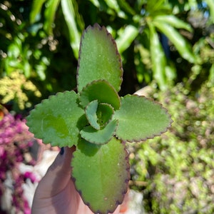 Peut inclure: Une petite plante succulente verte avec des bords rouges sur les feuilles. La plante est tenue dans une main.