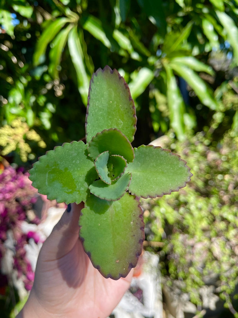 Peut inclure: Une petite plante succulente verte avec des bords rouges sur les feuilles. La plante est tenue dans une main.