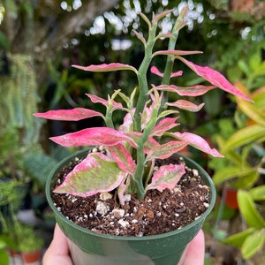 Pedilanthus Tithymaloides Variegated Pink Devils Backbone Rare Succulent Live Plant image 2