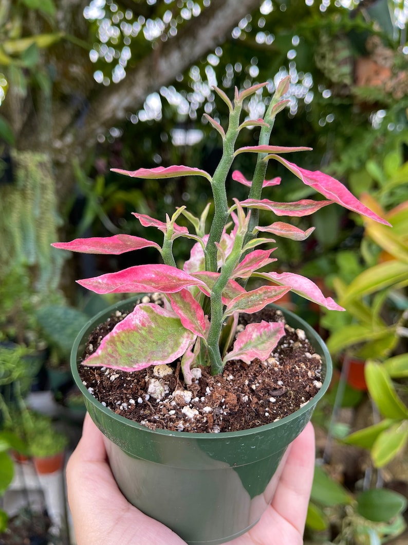 Pedilanthus Tithymaloides Variegated Pink Devils Backbone Rare Succulent Live Plant image 2