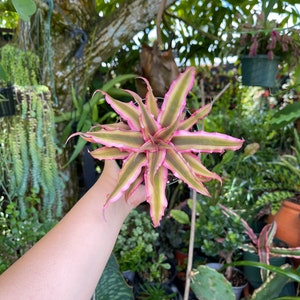 Cryptanthus Bivittatus Pink Starlite Rare Live Plant image 3