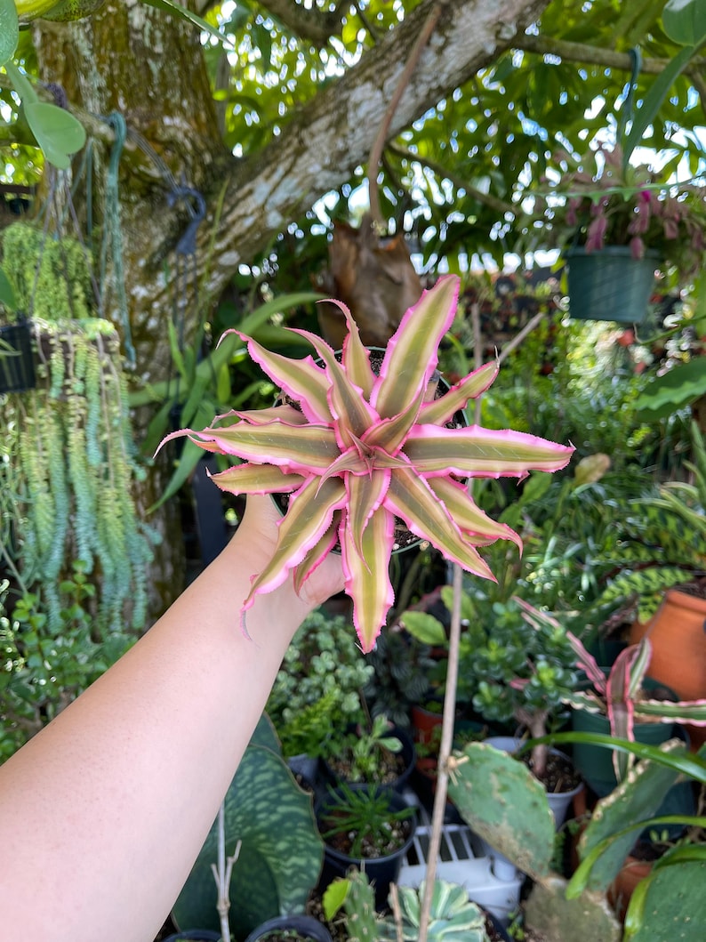 Cryptanthus Bivittatus Pink Starlite Rare Live Plant image 3