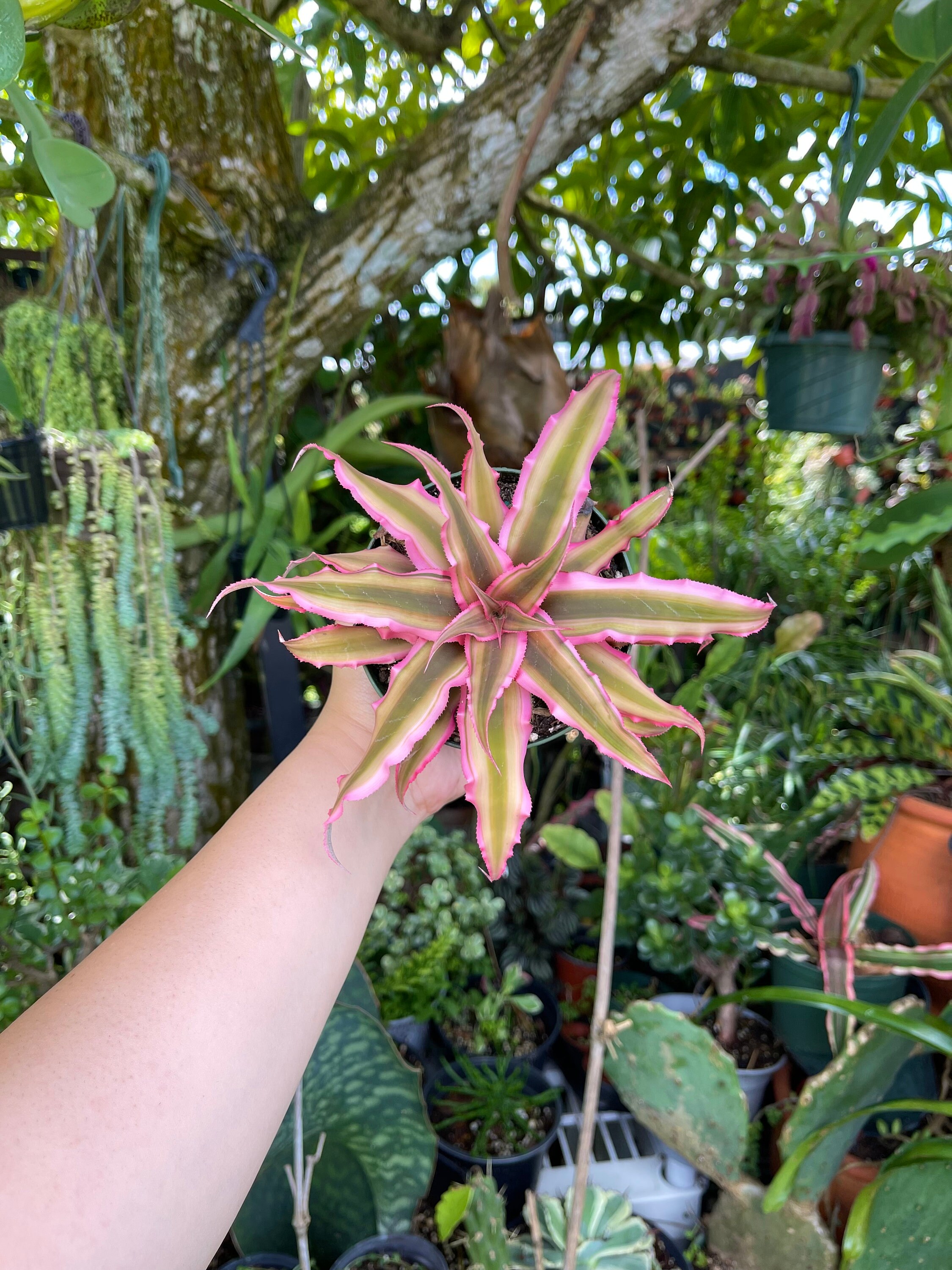 Cryptanthus Bivittatus Pink Starlite Rare Live Plant - Etsy