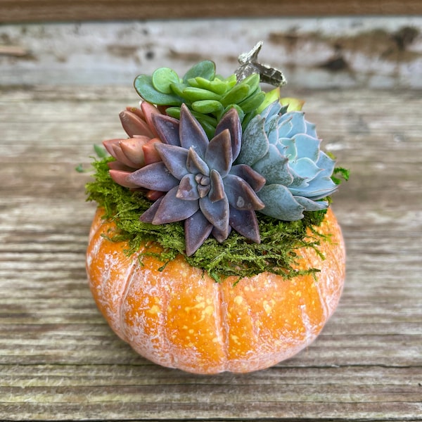 Succulent Arrangement - Etsy