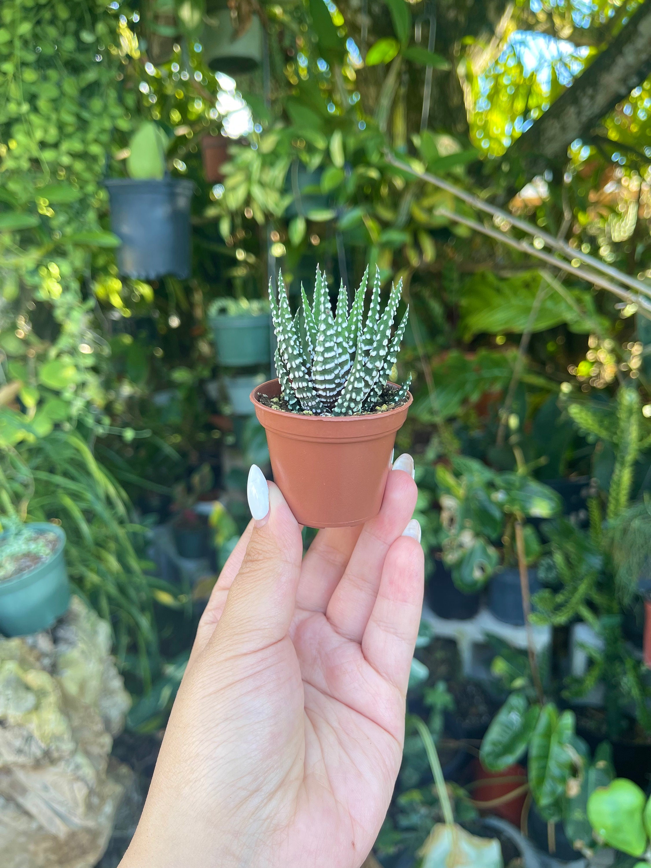2 Zebra Haworthia Fasciata Rare Succulent Live Plant - Etsy