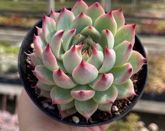 Echeveria Colorata 'mexican Giant' Rare Succulent Live Plant - Etsy