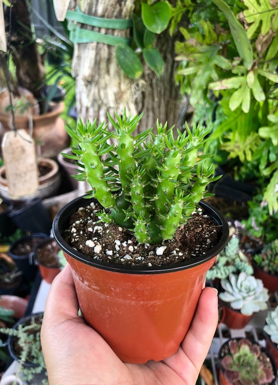 succulent tree Jade Plant - Friendship Plant main image 0