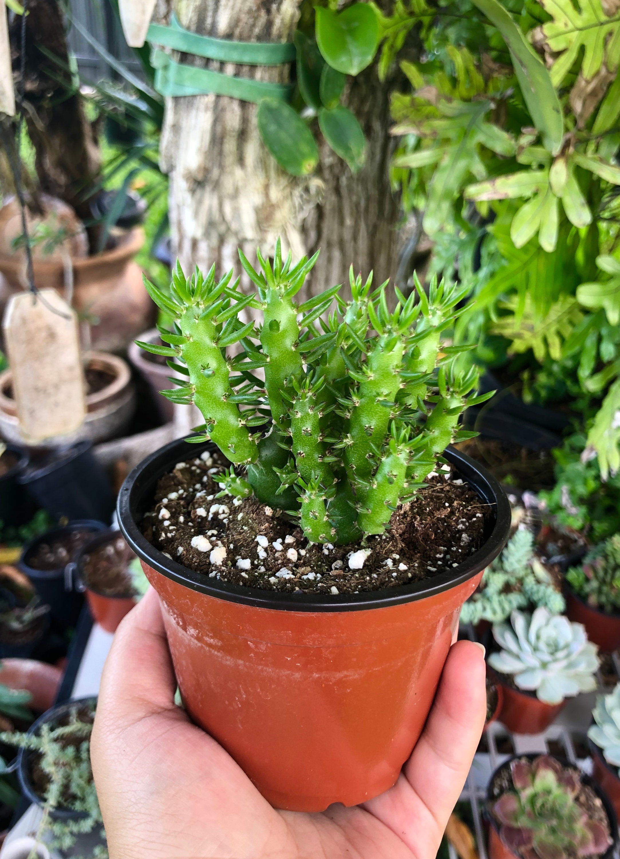 Opuntia Subulata Eve's Needle Cactus Rare Succulent Live Cacti Plant - Etsy