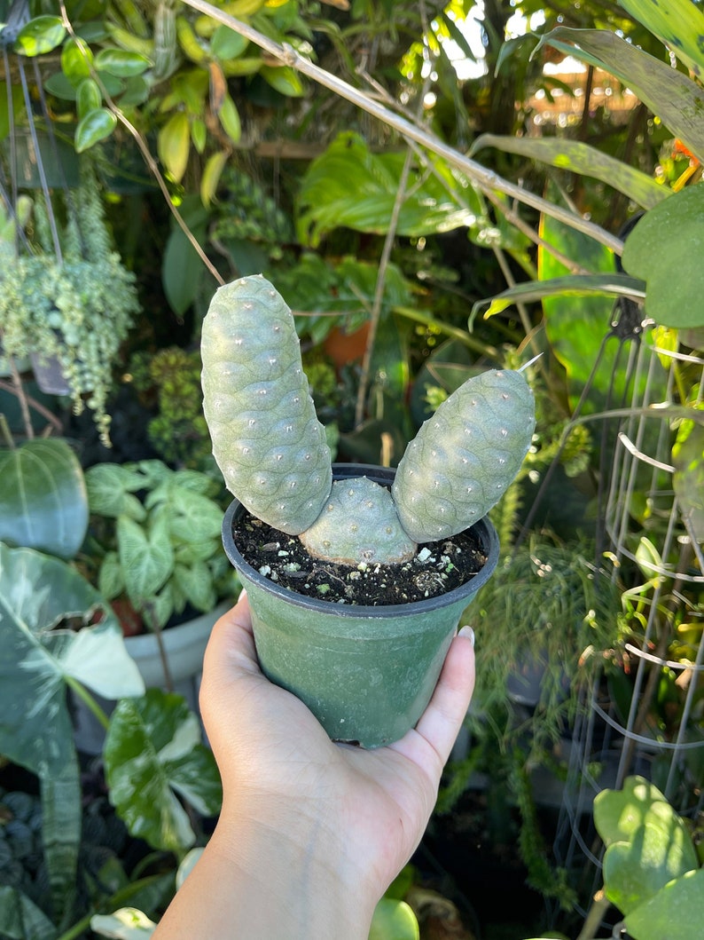 LilyParadiseFlowers Tephrocactus Articulatus Pine Cone Cactus - Thumbnail 2