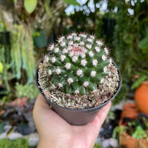 Mammillaria Mammillaris Woolly Nipple Cactus Rare Live Cacti Plant image 2