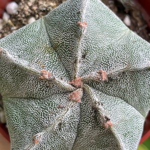 Astrophytum Myriostigma Cactus Rare Succulent Cacti Live Plant image 6