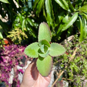 Peut inclure: Une petite plante succulente verte avec des bords rouges sur les feuilles. La plante est tenue dans la main d'une personne.