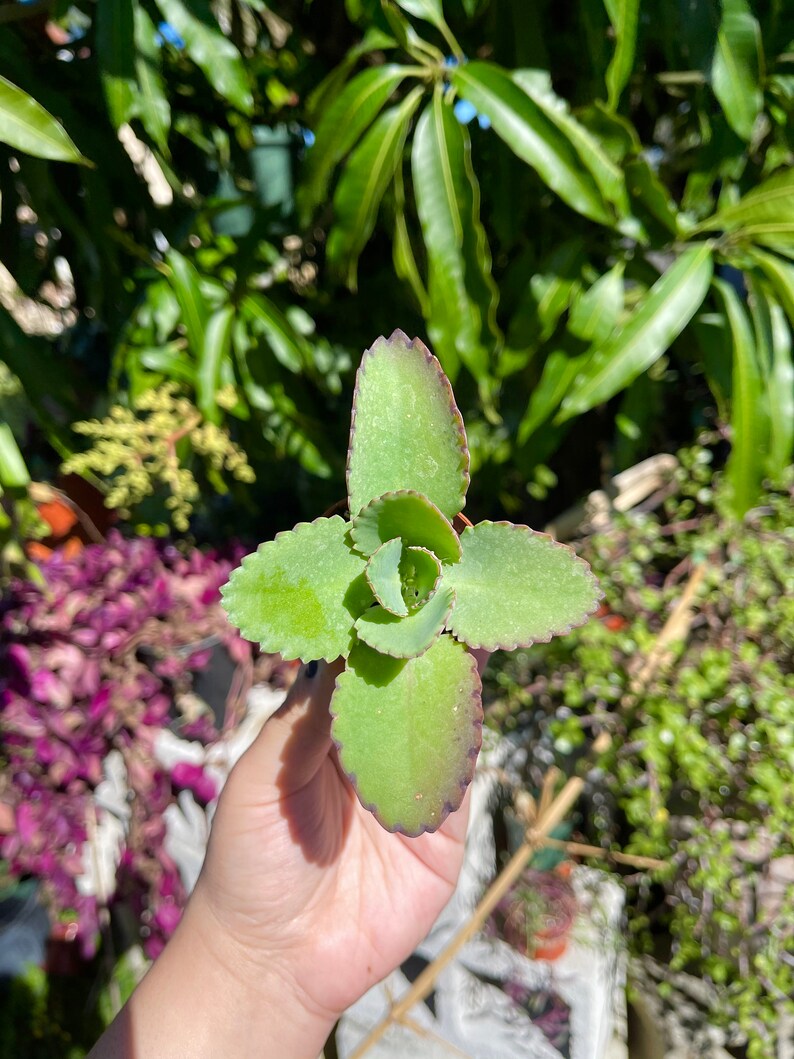 Peut inclure: Une petite plante succulente verte avec des bords rouges sur les feuilles. La plante est tenue dans la main d'une personne.
