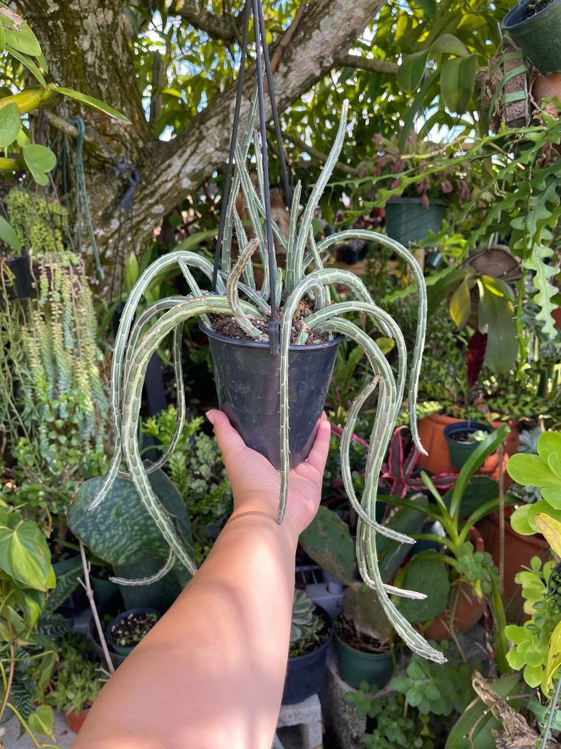 Large Senecio Stapeliiformis ‘Pickle Plant’ Rare Succulent Live Plant - Thumbnail 4