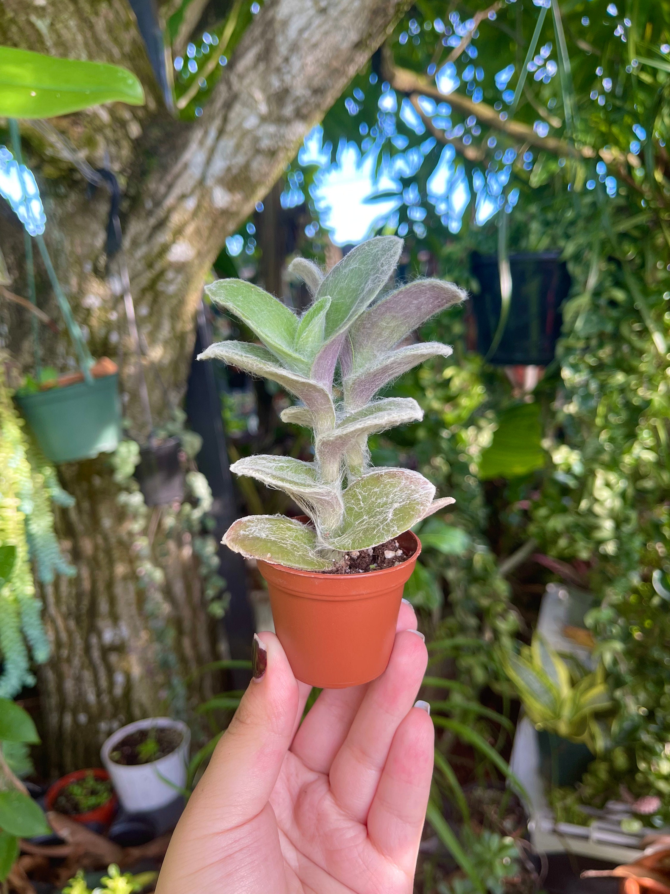 T. Succulent Form × Nizanda T'STROPICALS T. Succulent Form × Nizanda T'STROPICALS String of Tears (Senecio