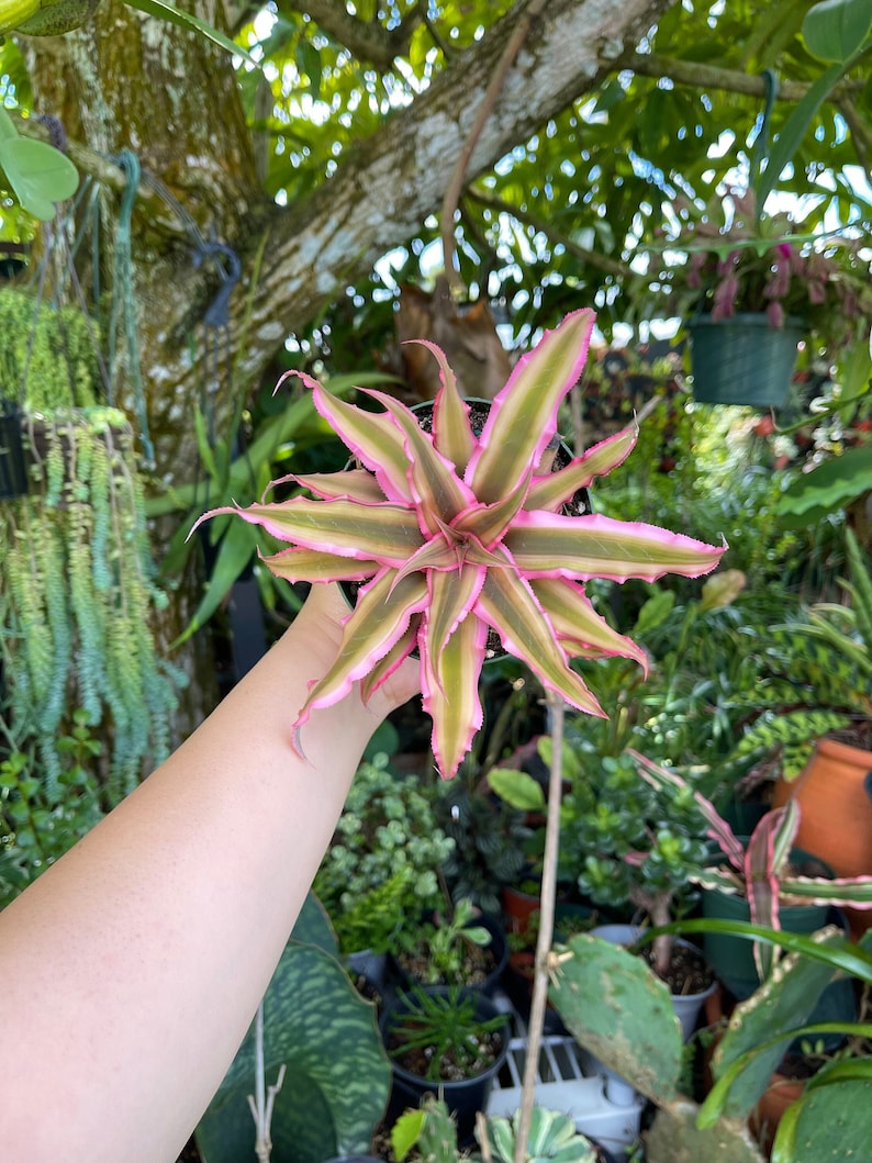 Cryptanthus Bivittatus Pink Starlite Rare Live Plant image 1
