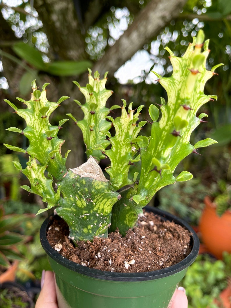 LilyParadiseFlowers Euphorbia Lactea Succulent